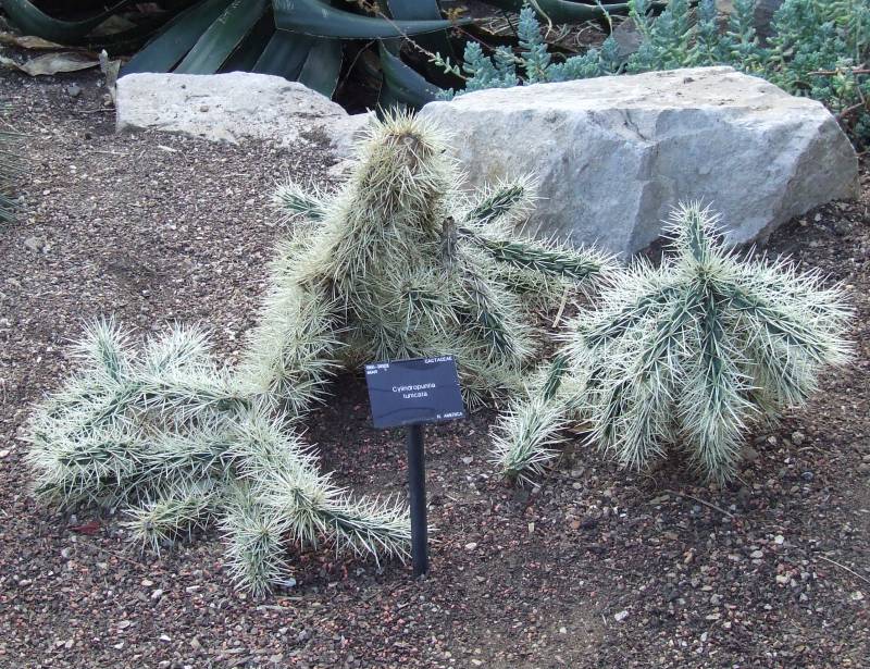 Opuntia tunicata 