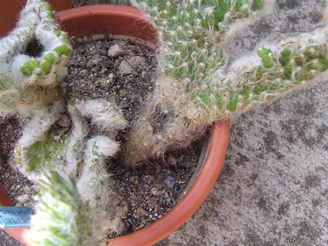 Opuntia  