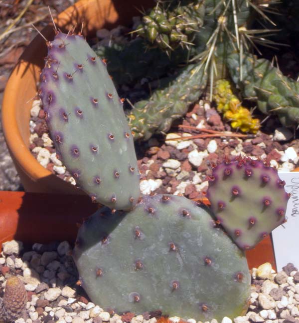 Opuntia violacea 