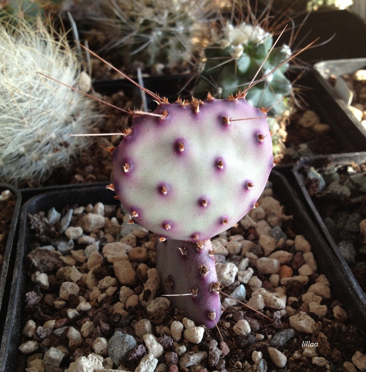 opuntia violacea