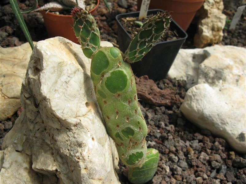 Opuntia zebrina f. reticulata 