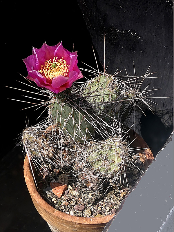 Opuntia erinacea 