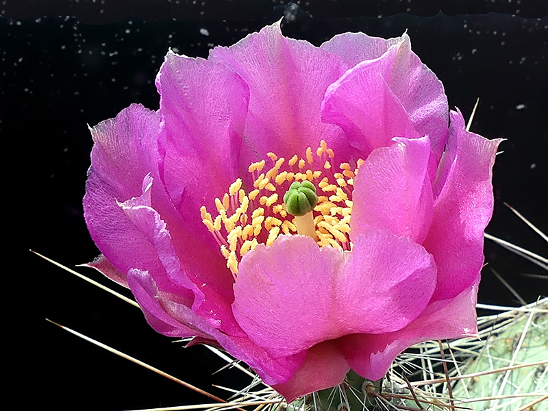 Opuntia erinacea 