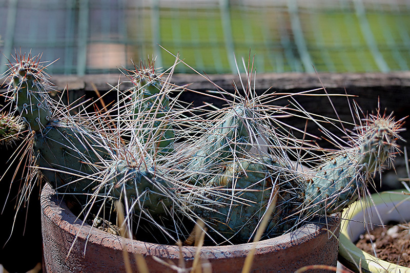 opuntia erinacea