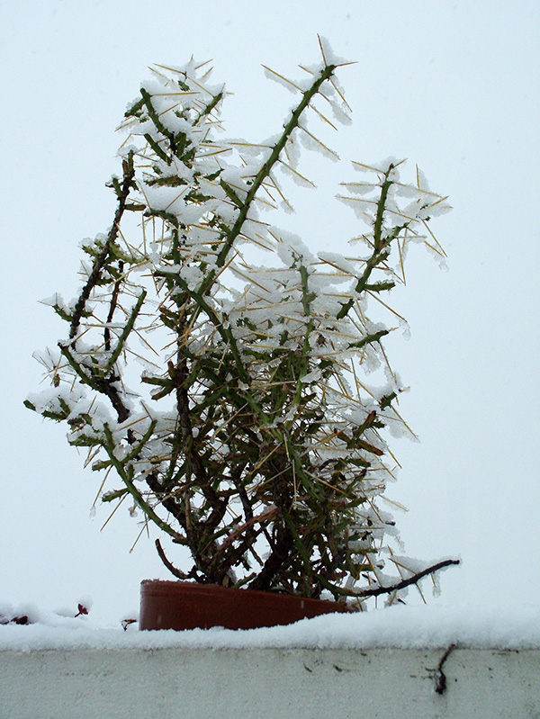 opuntia leptocaulis