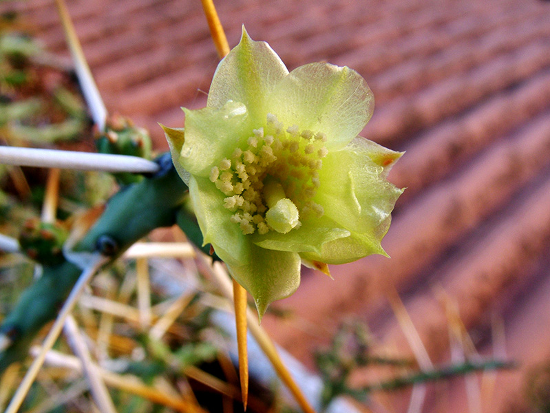 Opuntia leptocaulis 