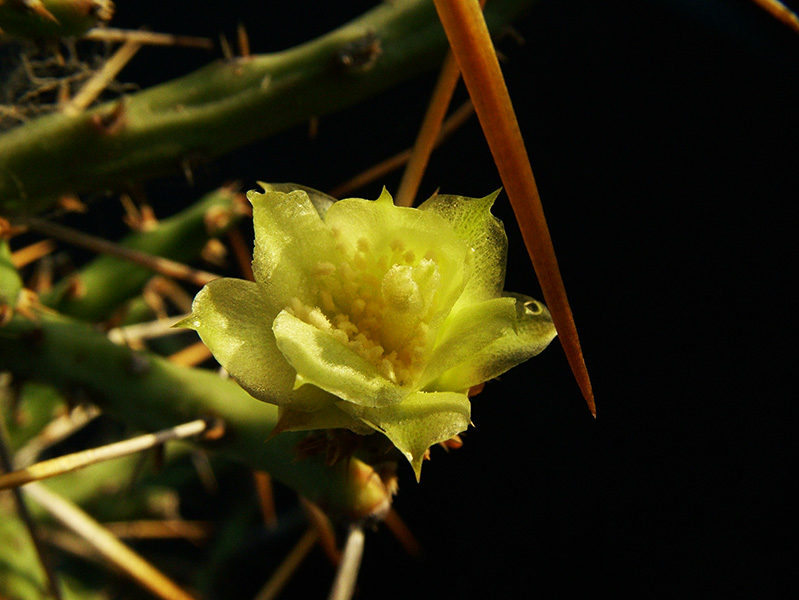 Opuntia leptocaulis 