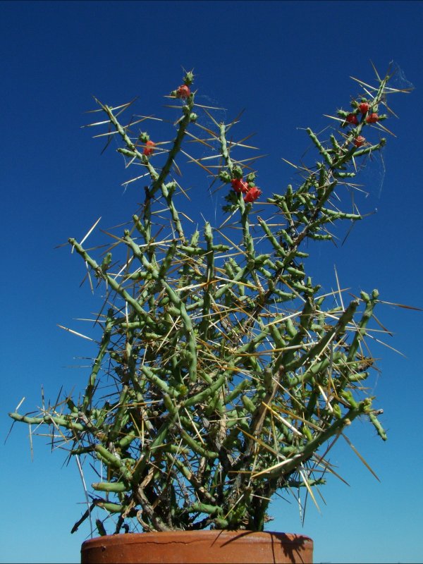 Opuntia leptocaulis 