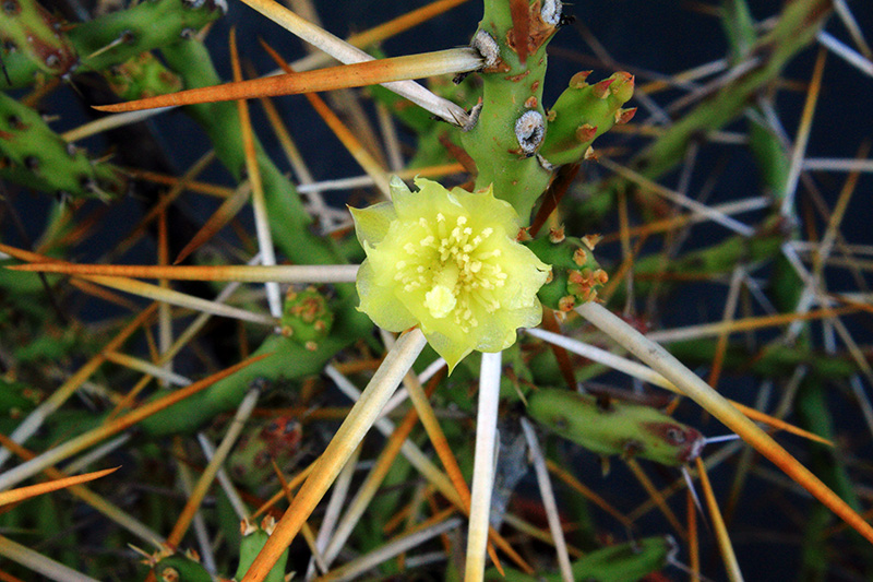 Opuntia leptocaulis 