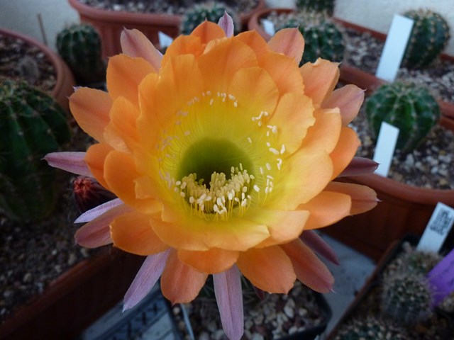 echinopsis cv. orange koning