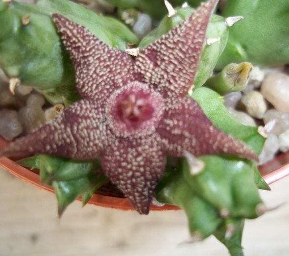 orbea cooperi