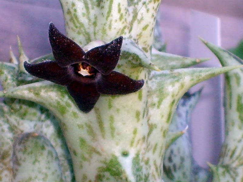 Orbea decaisneana 