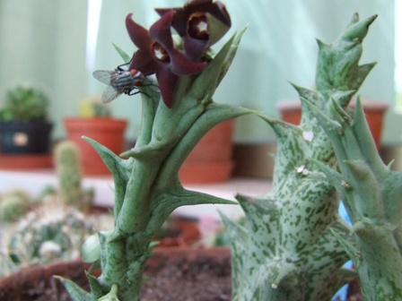 Orbea decaismeana 