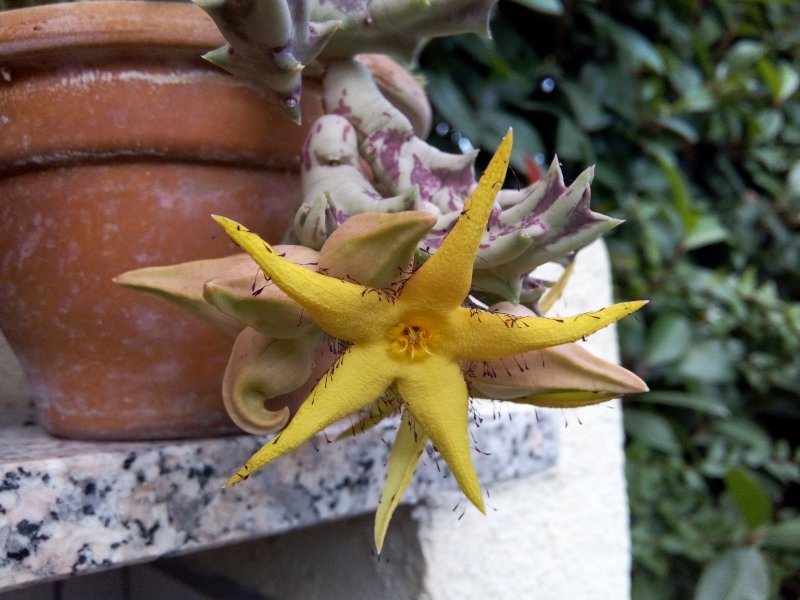 Orbea lutea 