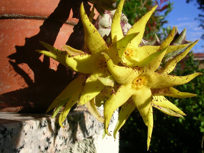 Orbea lutea 