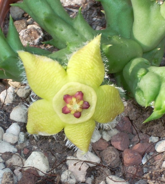 orbea semota v. lutea