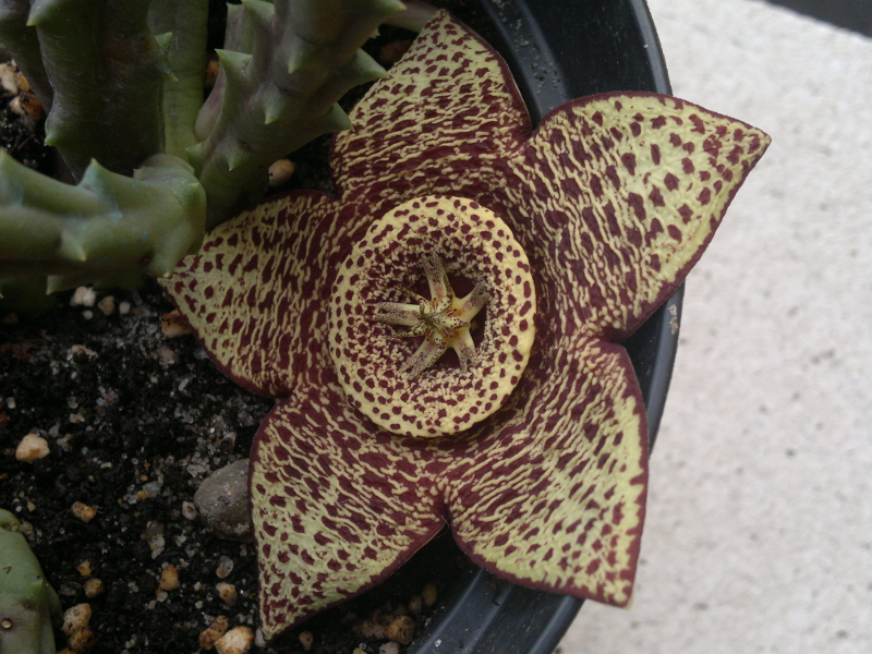 Orbea variegata 