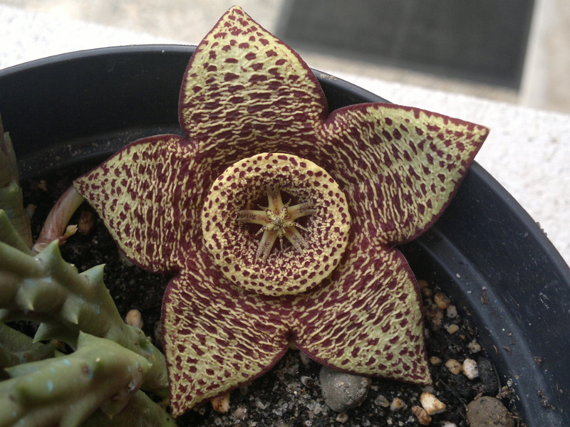 Orbea variegata 