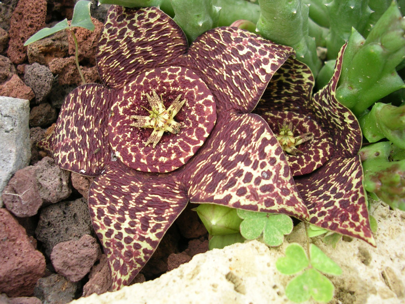 Orbea variegata 