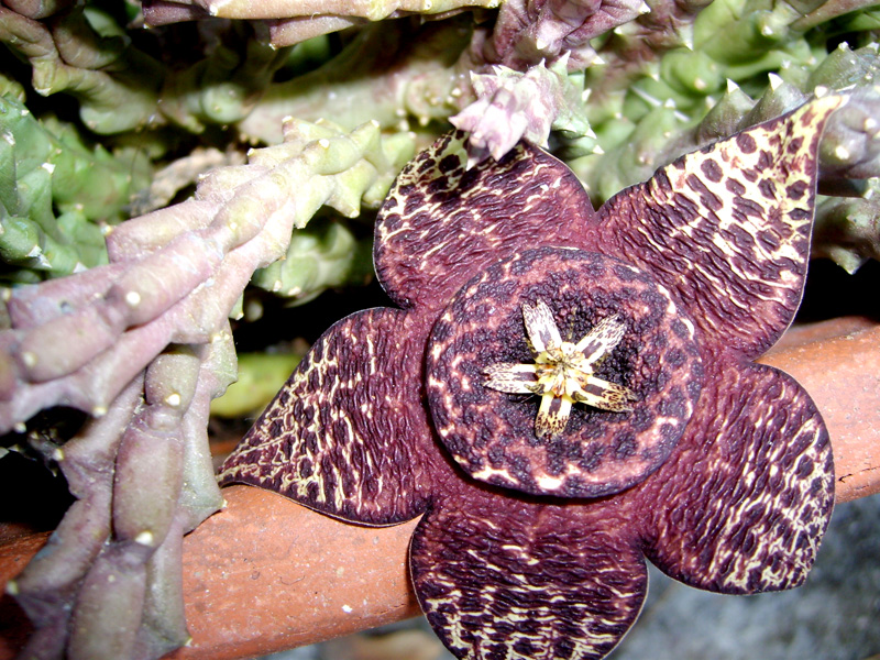 Orbea variegata 