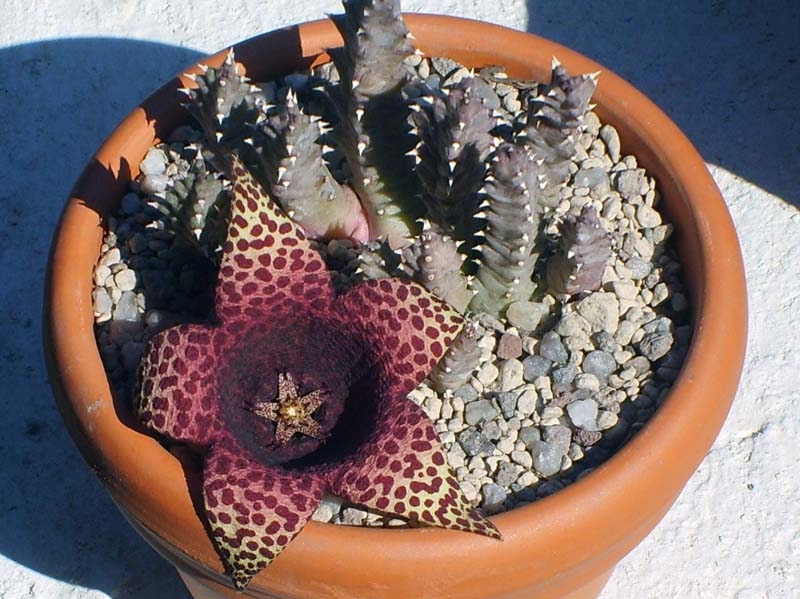 orbea variegata x tavaresia grandiflora