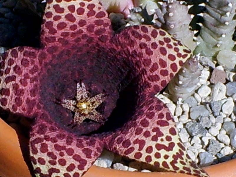 Orbea variegata x tavaresia grandiflora 