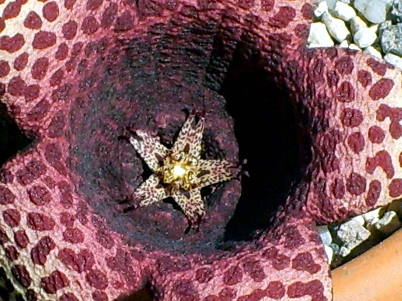 Orbea variegata x tavaresia grandiflora 