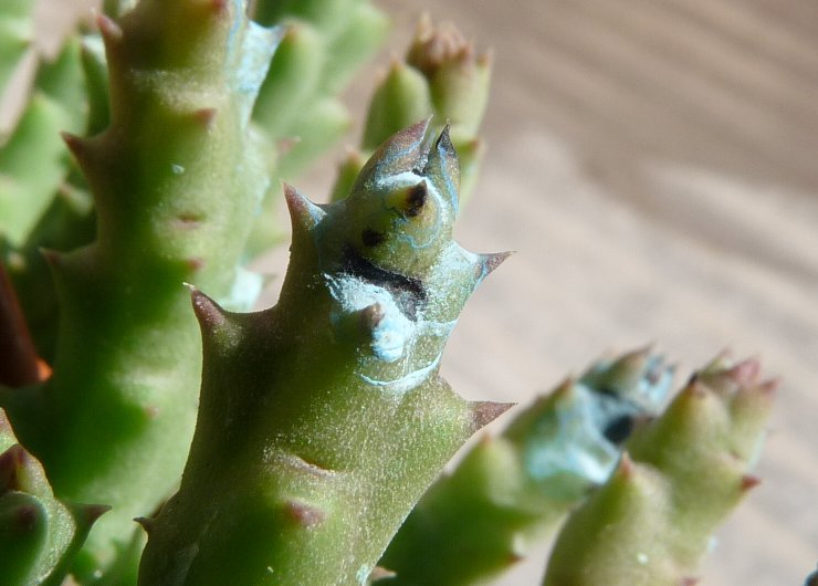Orbea variegata 