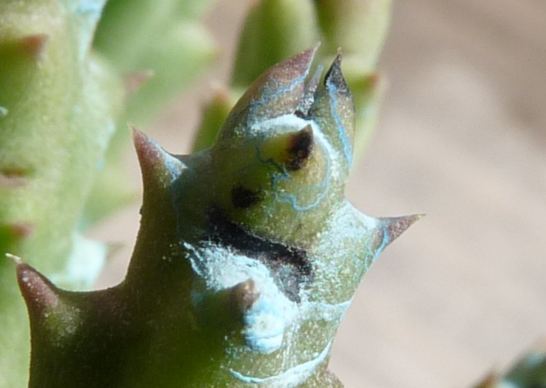 Orbea variegata 