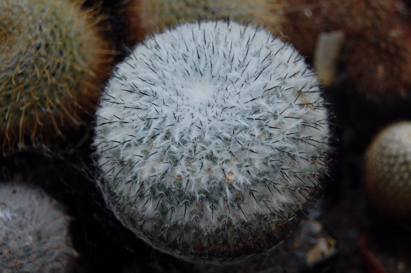 Mammillaria orcuttii ROG 106b