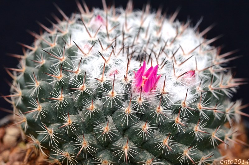 Mammillaria orcuttii L632