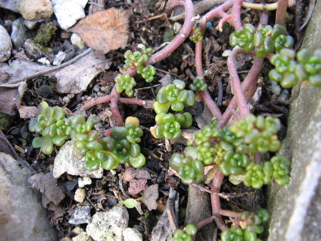 Sedum oreganum 