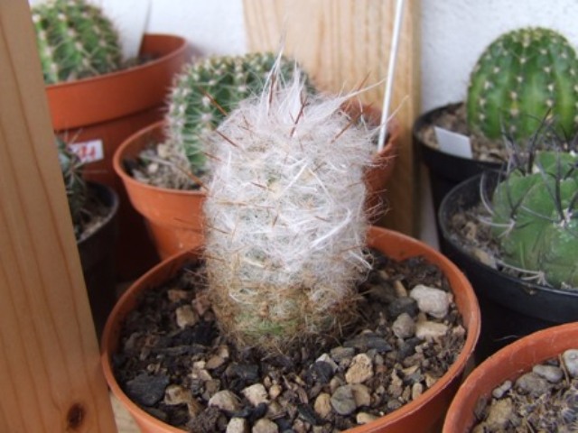 orocereus trolli 