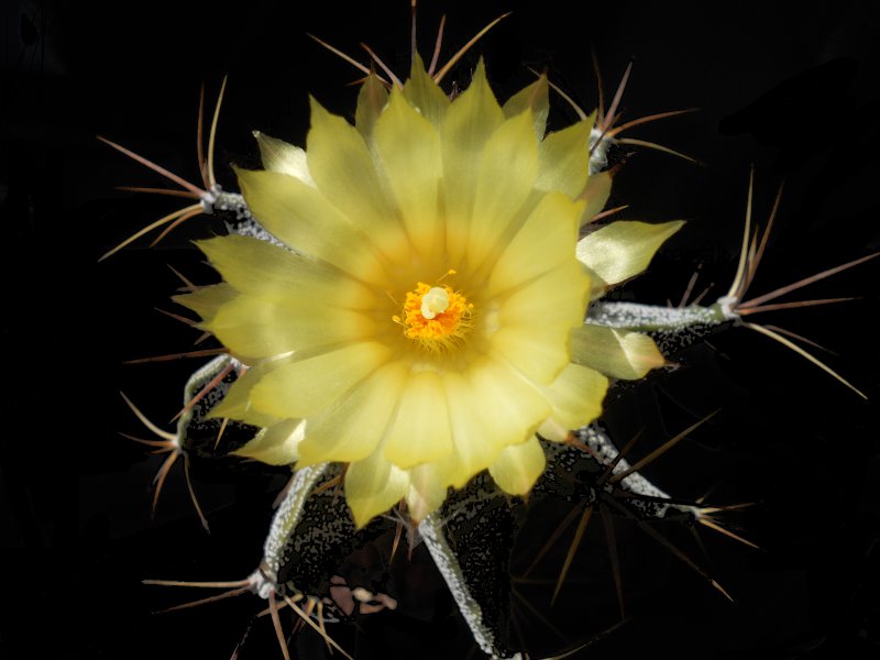 Astrophytum ornatum 