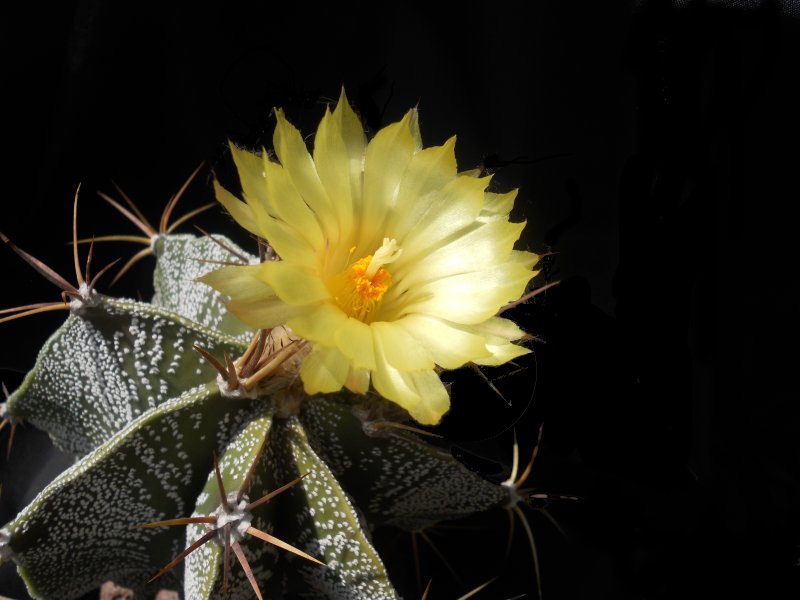 Astrophytum ornatum 