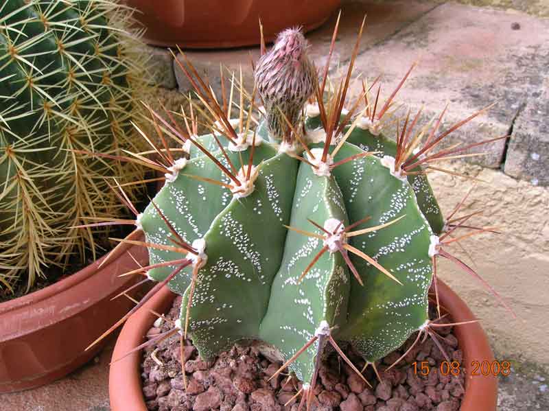 Astrophytum ornatum 