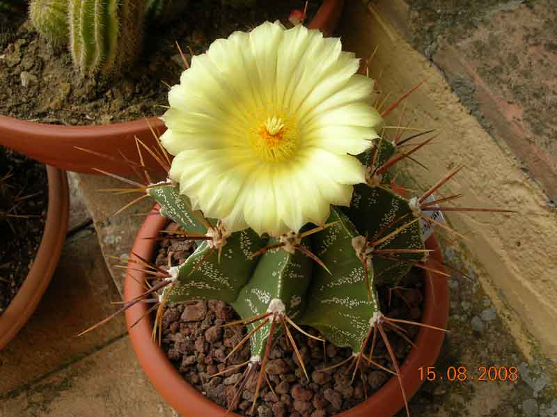 Astrophytum ornatum 