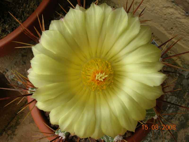 Astrophytum ornatum 