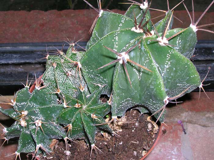 Astrophytum ornatum 