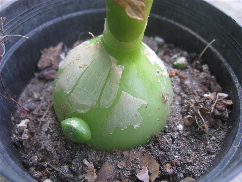 Ornithogalum caudatum 