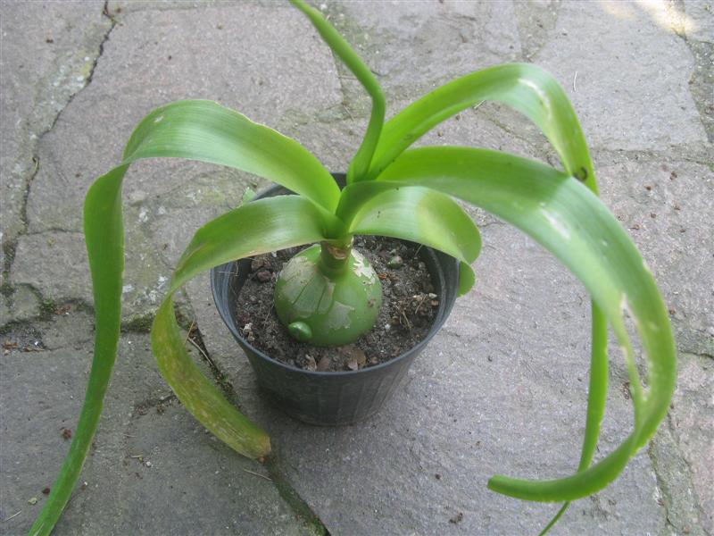 Ornithogalum caudatum 