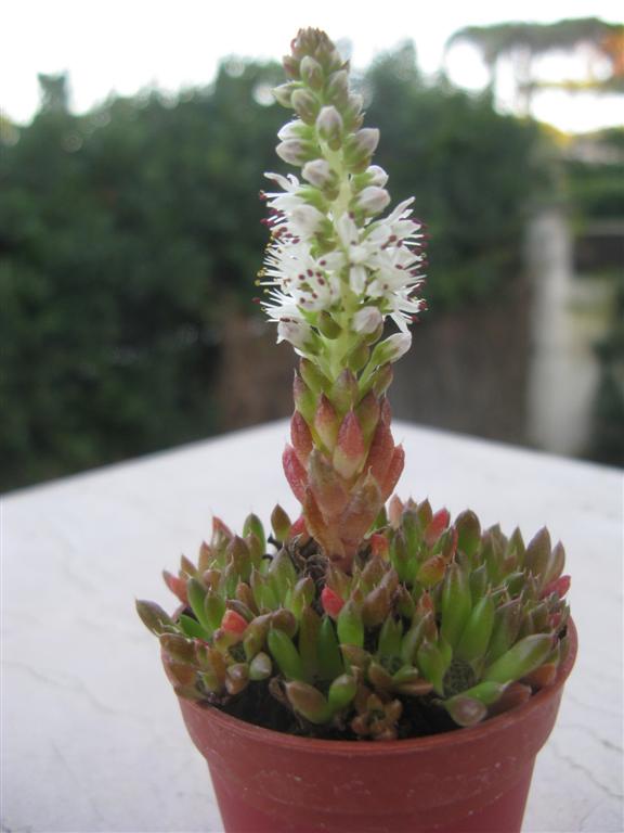 Orostachys spinosa 