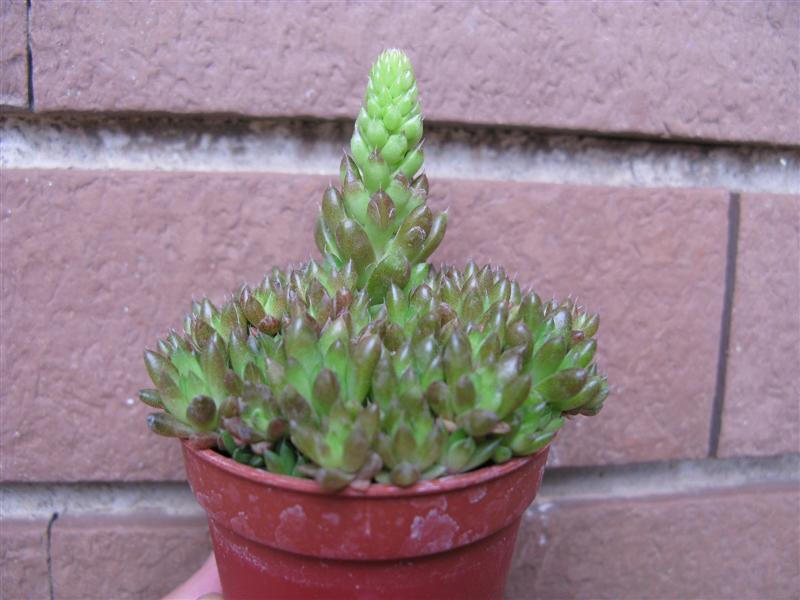 Orostachys spinosa 