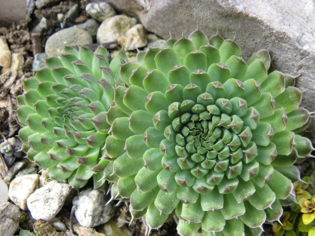 Orostachys minima 