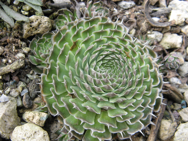 Orostachys spinosa 