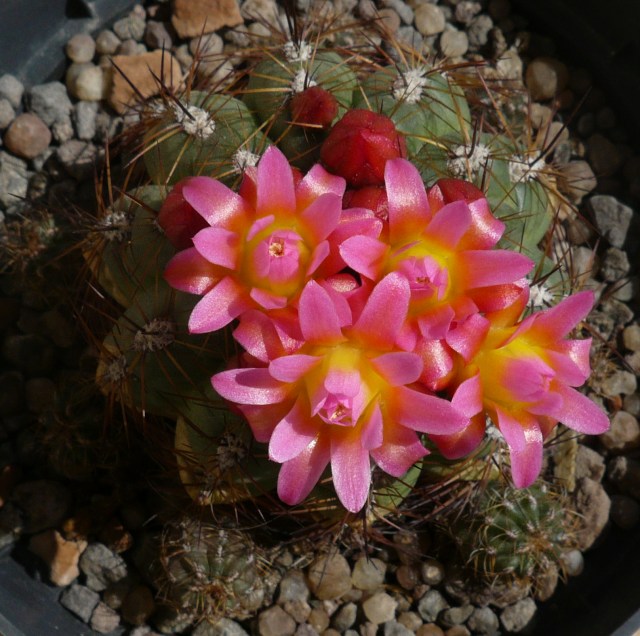 Oroya peruviana 