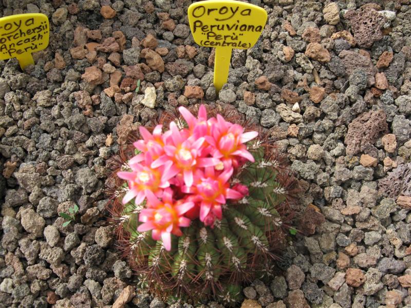 Oroya peruviana 