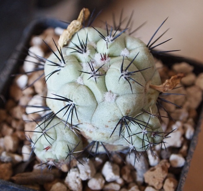 Ortegocactus macdougallii 