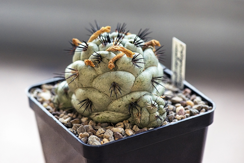 Ortegocactus macdougallii 