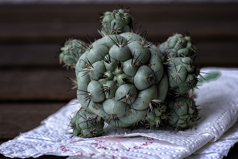 Ortegocactus macdougallii  